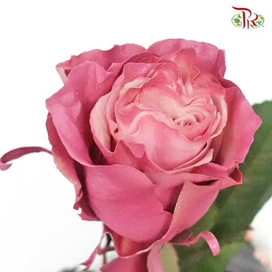 Ceres Rose - Mauve Roses (10 Stems) - Pudu Ria Florist