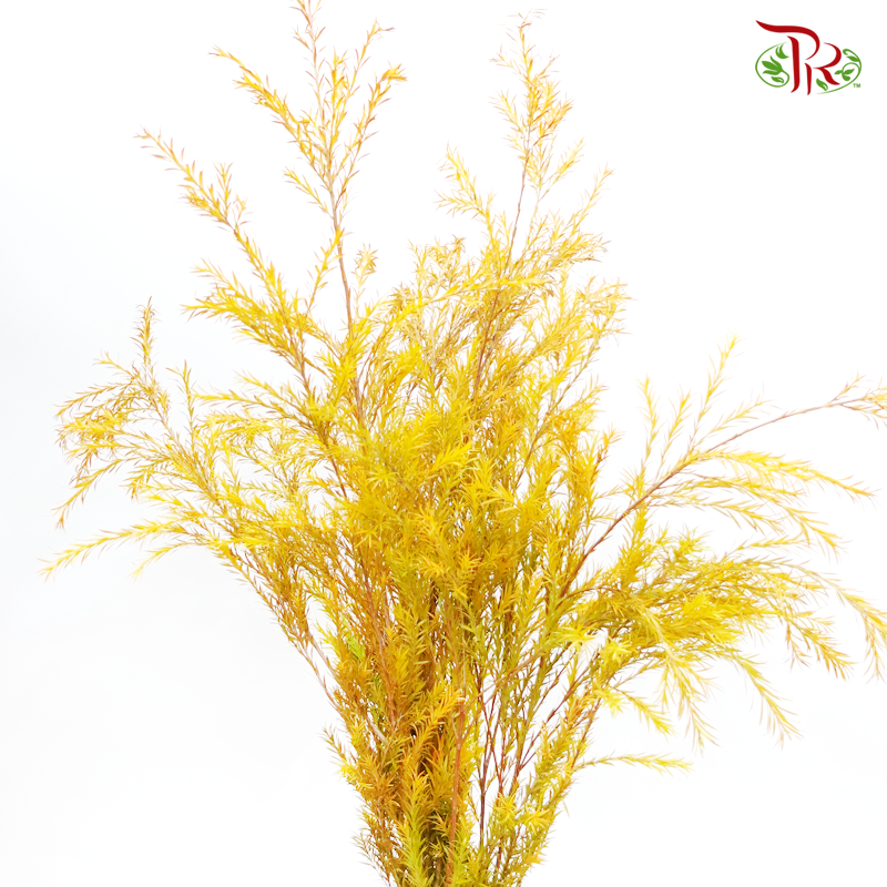 Melaleuca Gold Leaf - Yellow (Per Bunch) - Pudu Ria Florist
