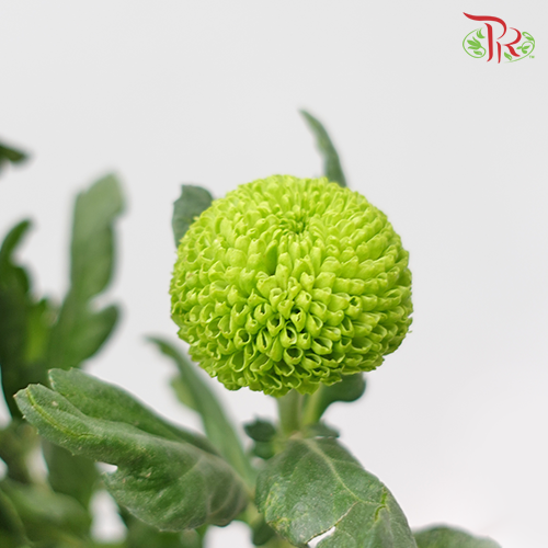 Ping Pong Chrysanthemum - Dark Green (10 Stems) - Pudu Ria Florist