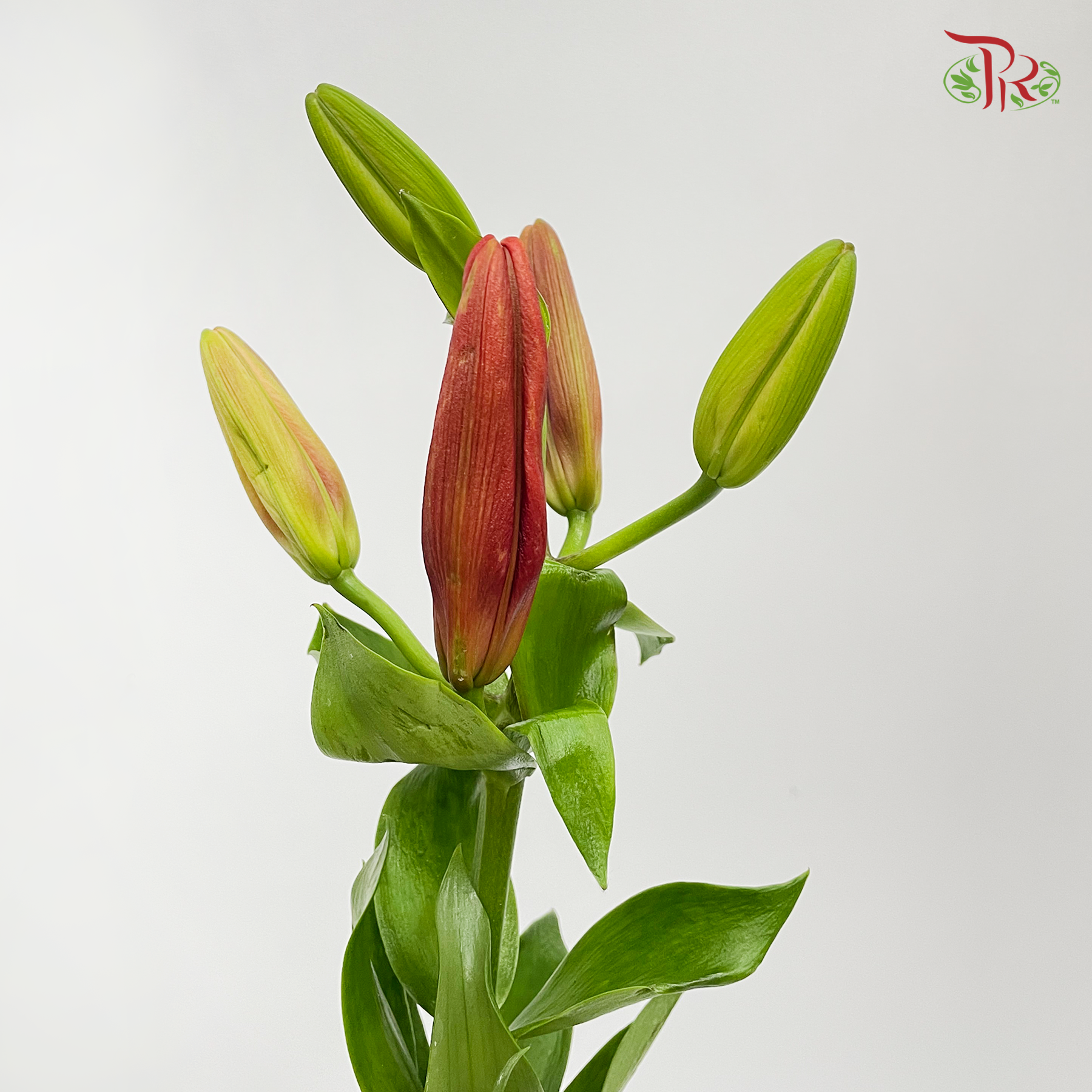 Tiger Lily - Red (5 Stems) - Pudu Ria Florist