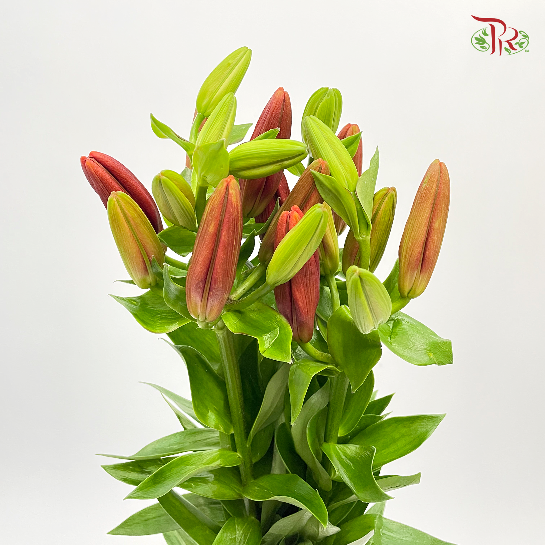 Tiger Lily - Red (5 Stems) - Pudu Ria Florist