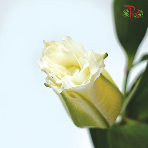 Rose Lily 3+ - White (5 Stems) - Pudu Ria Florist