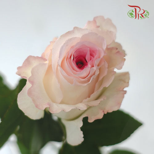 Ceres Rose - Mandala (10 Stems) - Pudu Ria Florist