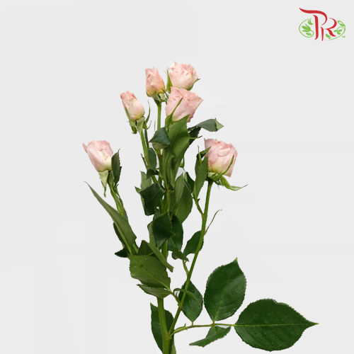 Rose Spray - Valentine Pink  (10 Stems) - Pudu Ria Florist