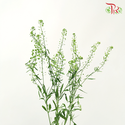 Thlaspi Green Bell - (Per Bunch ) - Pudu Ria Florist