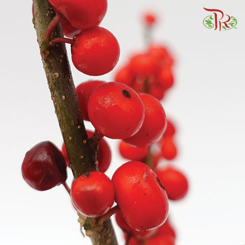 Ilex Verticlilata Red - 70cm (2 Stems) - Pudu Ria Florist