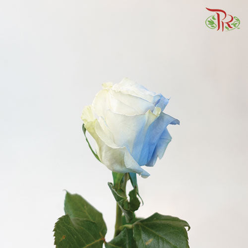 Ceres Rose - Light Blue Clouds (10 Stems) - Pudu Ria Florist