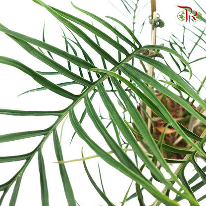 Philodendron Tortum 《魚骨蔓綠絨》 - Pudu Ria Florist