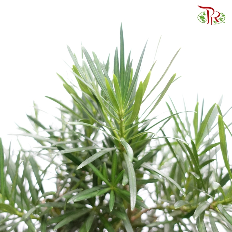 Podocarpus Full Cone 《罗汉松》 - Pudu Ria Florist