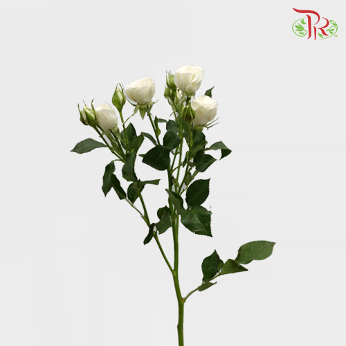 Rose Spray - First Snow (10 Stems) - Pudu Ria Florist