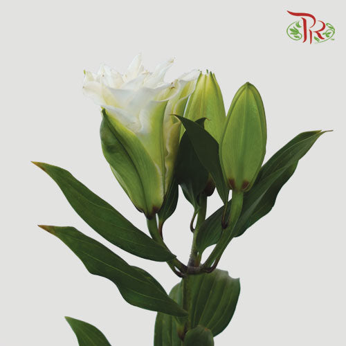 Rose Lily - Showst 3+ (5 Stems) - Pudu Ria Florist