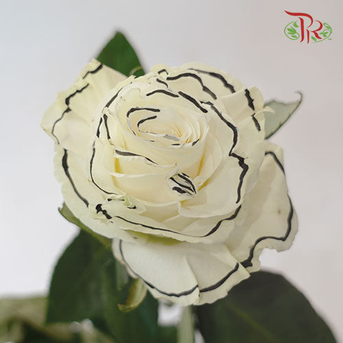 Ceres Rose - Black Outer Line (10 Stems) - Pudu Ria Florist