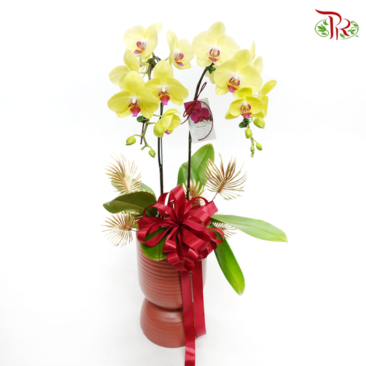 Perfect gift- Di Pot big Orchid Phalaenopsis - Pudu Ria Florist