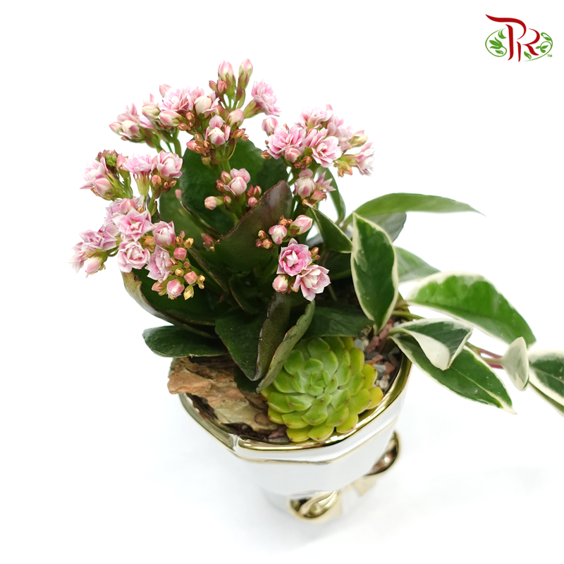 Perfect gift- Kalanchoe Plant Arrangement (Random Choose Flower Colour) - Pudu Ria Florist