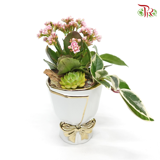 Perfect gift- Kalanchoe Plant Arrangement (Random Choose Flower Colour) - Pudu Ria Florist