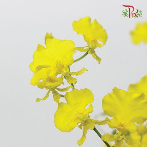 Orchid Oncidium Yellow - (5 Stems) - Pudu Ria Florist