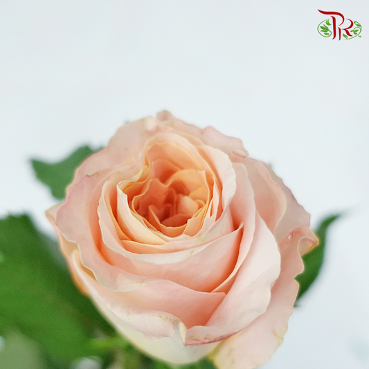 Rose - Gleam (10 Stems) - Pudu Ria Florist