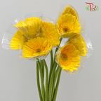 Gerbera - Yellow With Green Heart (9-10 Stems) - Pudu Ria Florist