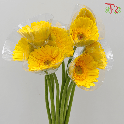 Gerbera - Yellow With Green Heart (9-10 Stems) - Pudu Ria Florist