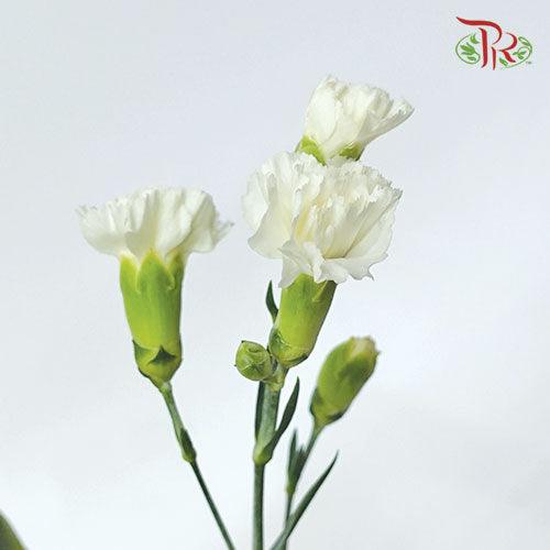 Carnation Spray - Artic (19-20 Stems) - Pudu Ria Florist