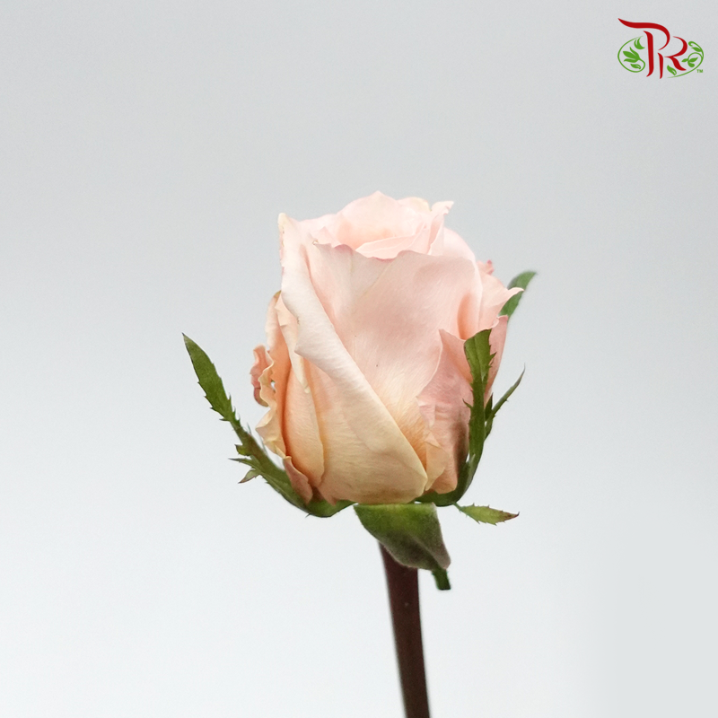 Ceres Rose - Shimmer (10 Stems) - Pudu Ria Florist