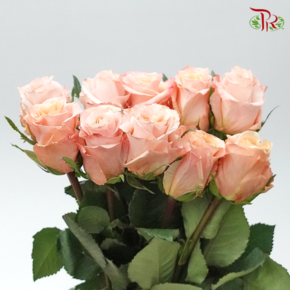 Ceres Rose - Shimmer (10 Stems) - Pudu Ria Florist