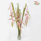 Pendula Pink - (Per Stem) - Pudu Ria Florist