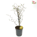 Sophora Prostrata《童话树》 - Pudu Ria Florist