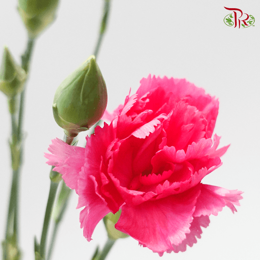 Carnation Spray - Sp Cherry Pink (19-20stems ) - Pudu Ria Florist