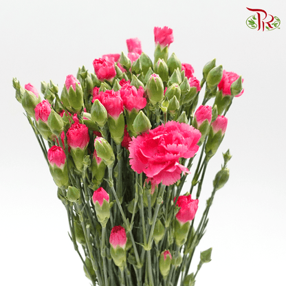 Carnation Spray - Sp Cherry Pink (19-20stems ) - Pudu Ria Florist