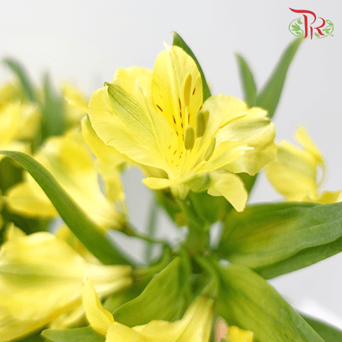 Alstroemeria - Yellow (10 Stems) - Pudu Ria Florist