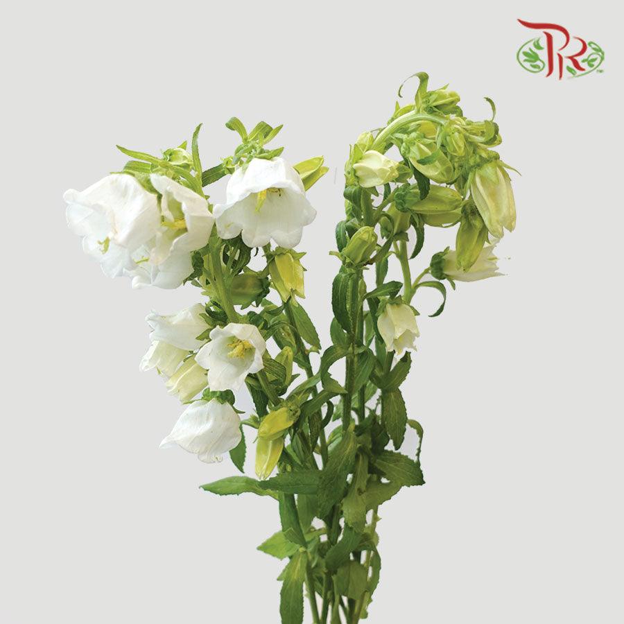 Campanula - Champion White (5 Stems) - Pudu Ria Florist