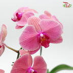 Phalaenopsis Orchid - Tangerine Red *With No Vase - Pudu Ria Florist