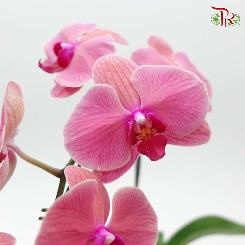 Phalaenopsis Orchid - Tangerine Red *With No Vase - Pudu Ria Florist