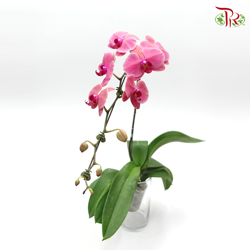 Phalaenopsis Orchid - Tangerine Red *With No Vase - Pudu Ria Florist