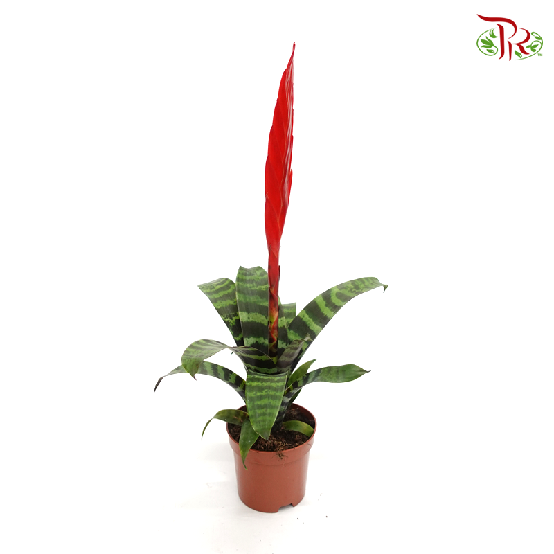 Vriesea Era 《虎紋凤梨花》*Without blooms* - Pudu Ria Florist