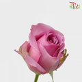 Rose Premium - Deep Purple (19-20 Stems) - Pudu Ria Florist