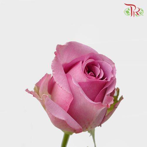 Rose Premium - Deep Purple (19-20 Stems) - Pudu Ria Florist