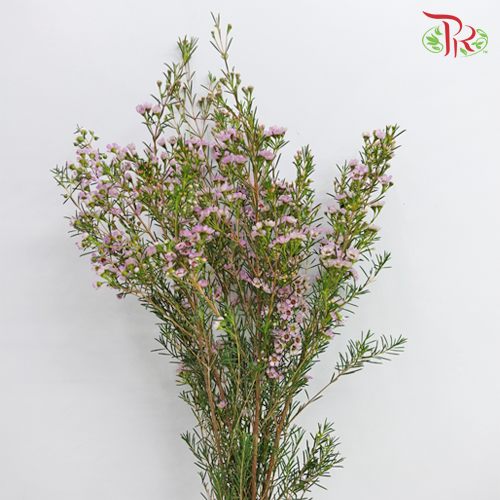 Wax Flower - Light Pink (5 Stems) - Pudu Ria Florist