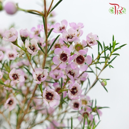Wax Flower - Light Pink (5 Stems) - Pudu Ria Florist