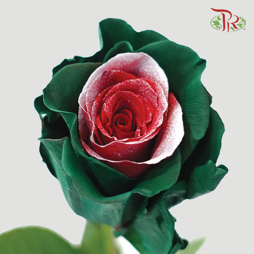 Ceres Rose - Christmas Soul (10 Stems) - Pudu Ria Florist
