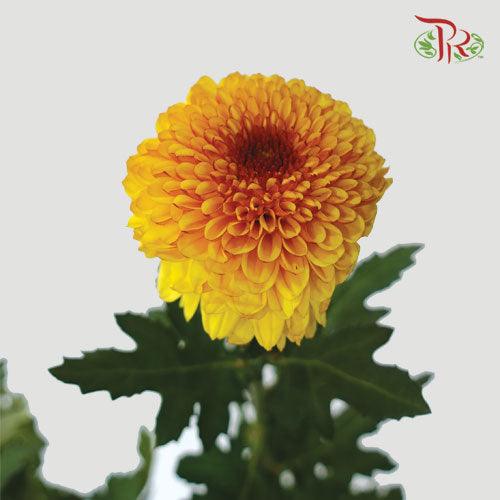 Chrysanthemum - Ping Pong  Orange Tone / Yellow Tone (12 Stems) - Pudu Ria Florist