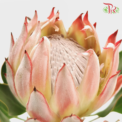 Protea Cynaroide - Pink (Per Stem) - Pudu Ria Florist