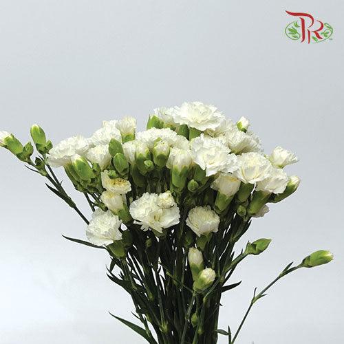 Carnation Spray - Artic (19-20 Stems) - Pudu Ria Florist