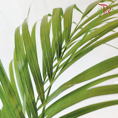  Areca Yellow Palm《黃椰子》 - Pudu Ria Florist