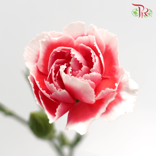 Carnation Spray - Two tone red (19-20 Stems) - Pudu Ria Florist