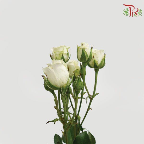 Rose Spray -  Snowflake (10 Stems) - Pudu Ria Florist