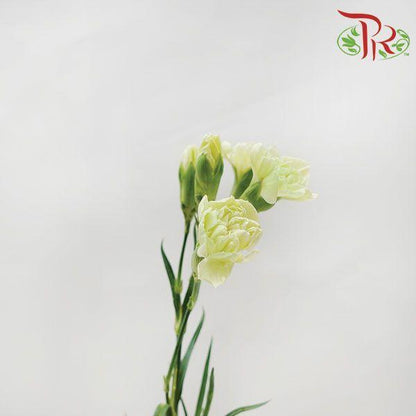 Carnation Spray - Green (19-20 Stems) - Pudu Ria Florist
