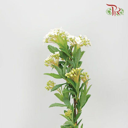 Spiraea - 绣线菊 - Pudu Ria Florist