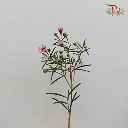 Wax Flower - Pink (Per Bunch) - Pudu Ria Florist
